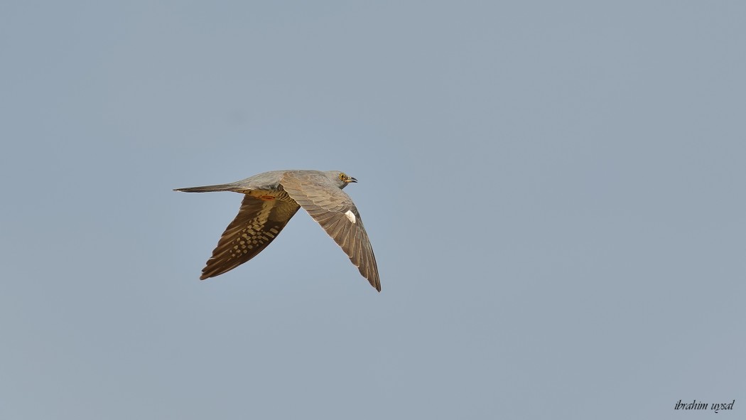 Common Cuckoo