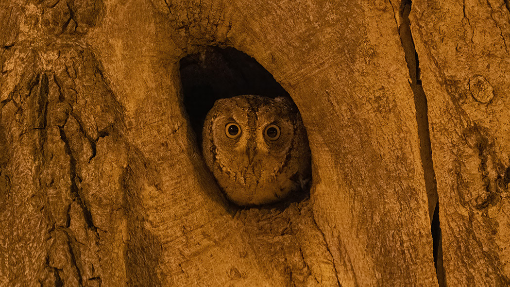 Eurasian Scops Owl