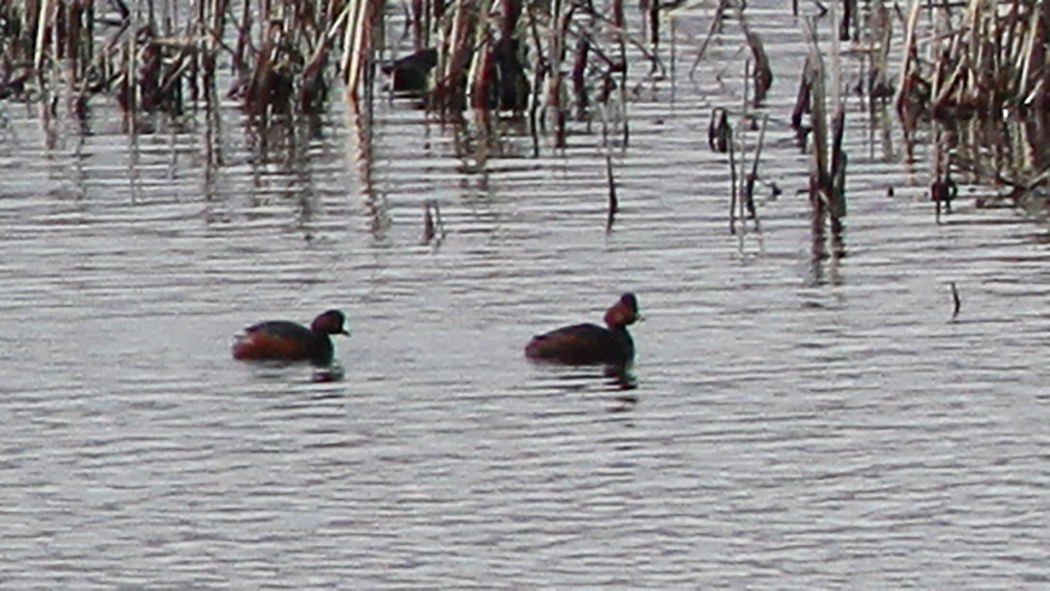 Black-necked Grebe