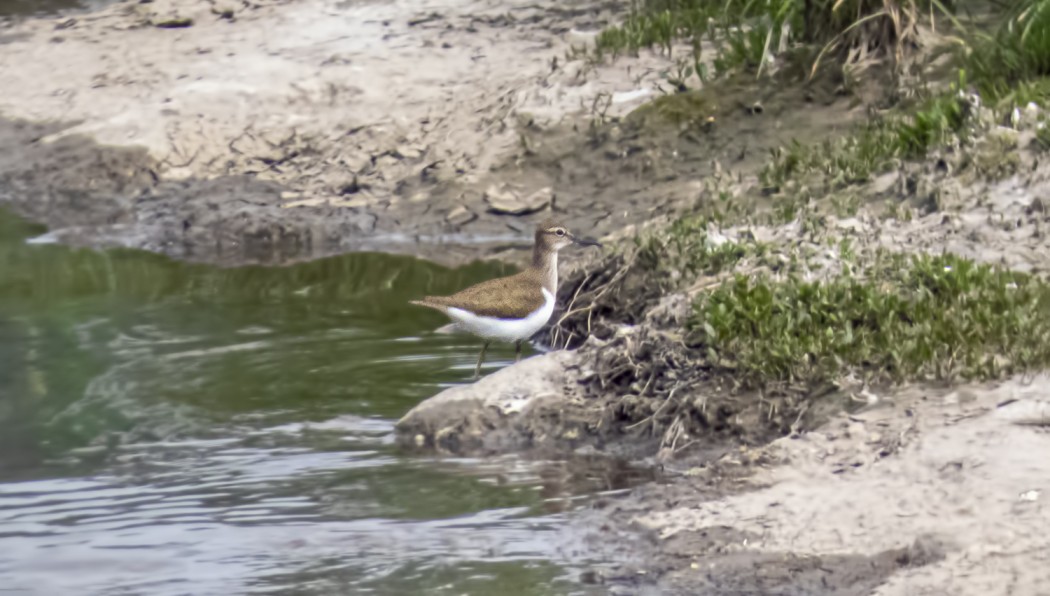 Common Sandpiper
