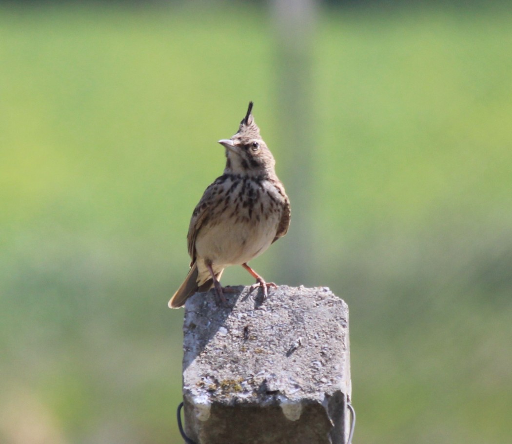 Crested Lark