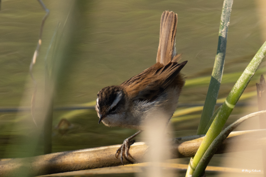 Moustached Warbler