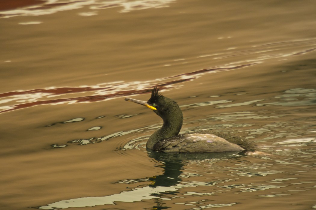 European Shag