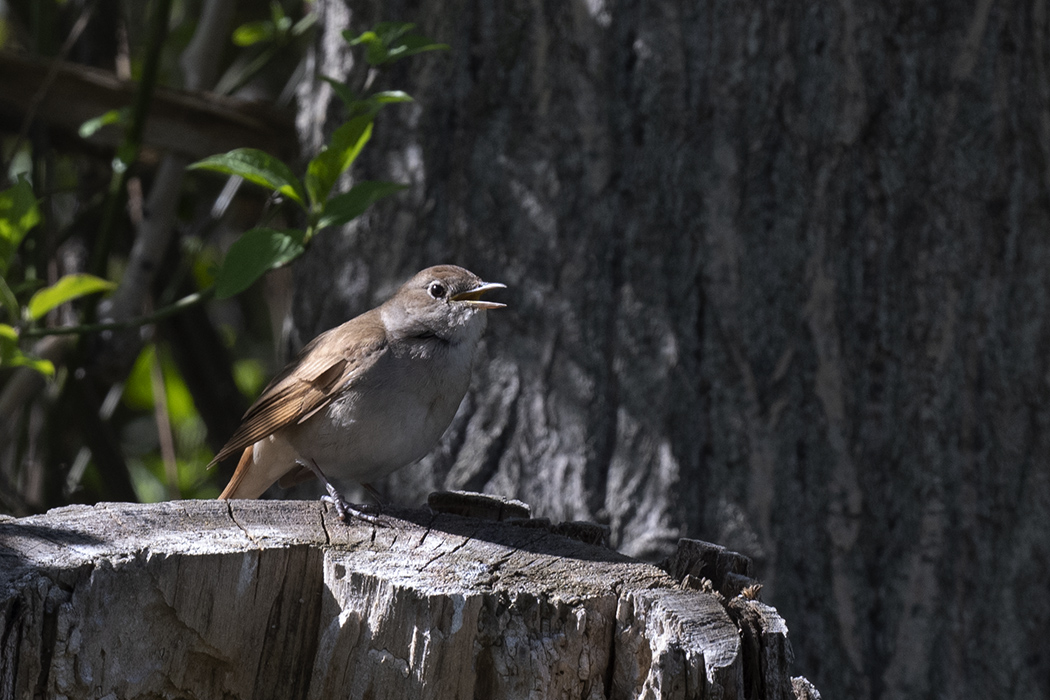Common Nightingale