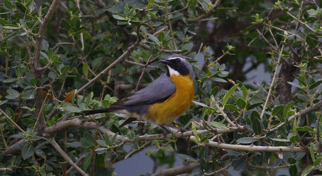 White-throated Robin