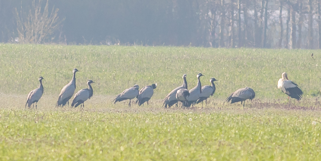 Demoiselle Crane