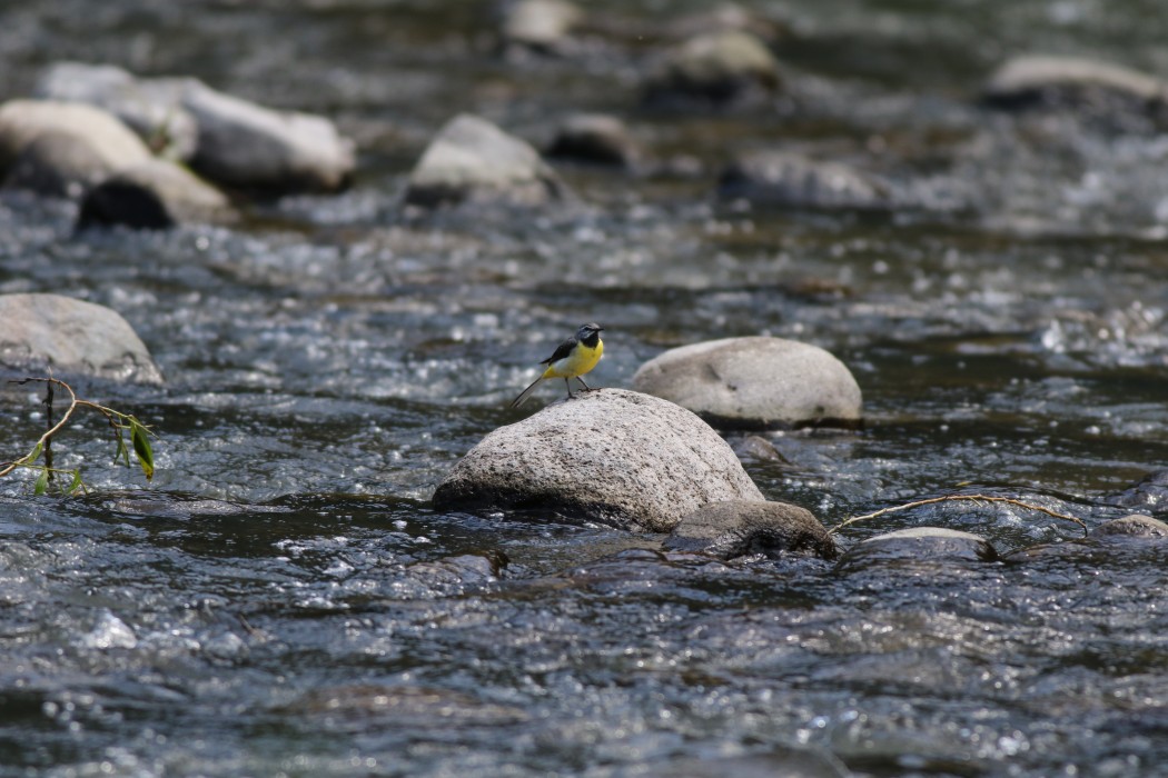 Grey Wagtail