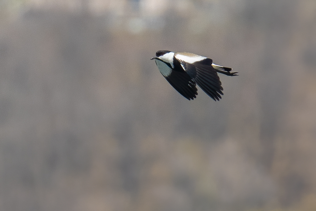 Spur-winged Lapwing