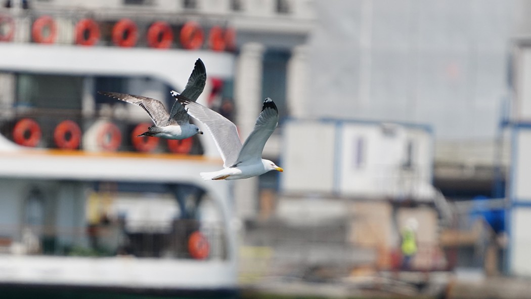 Yellow-legged Gull