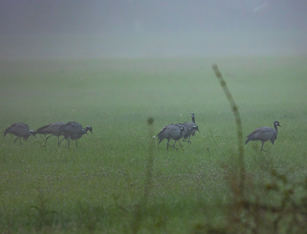 Demoiselle Crane