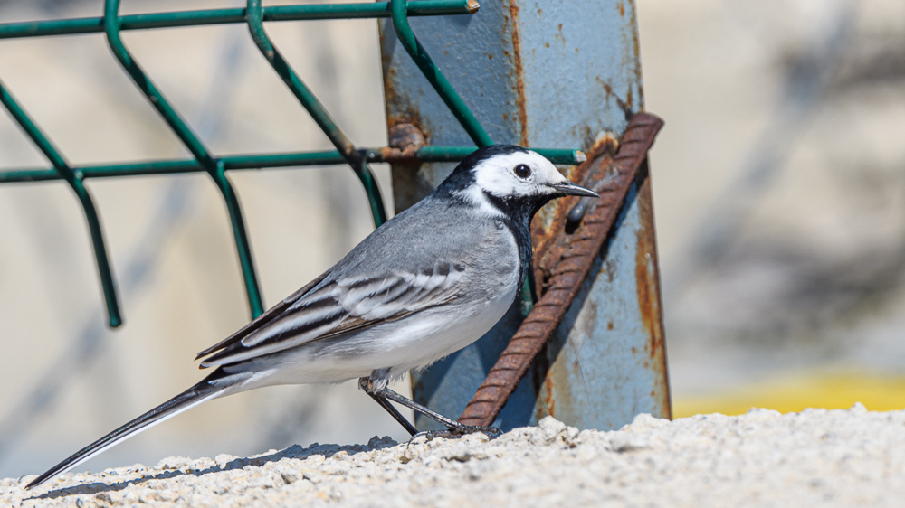 White Wagtail