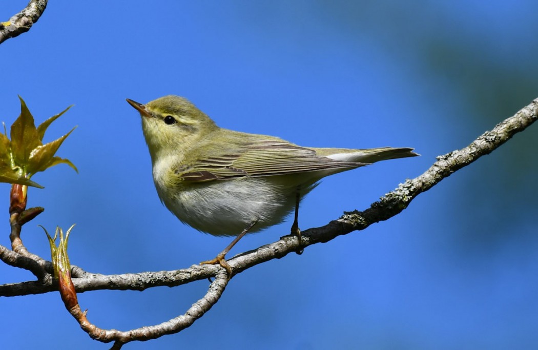 Wood Warbler