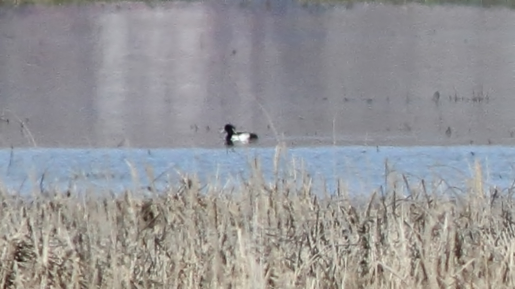 Tufted Duck