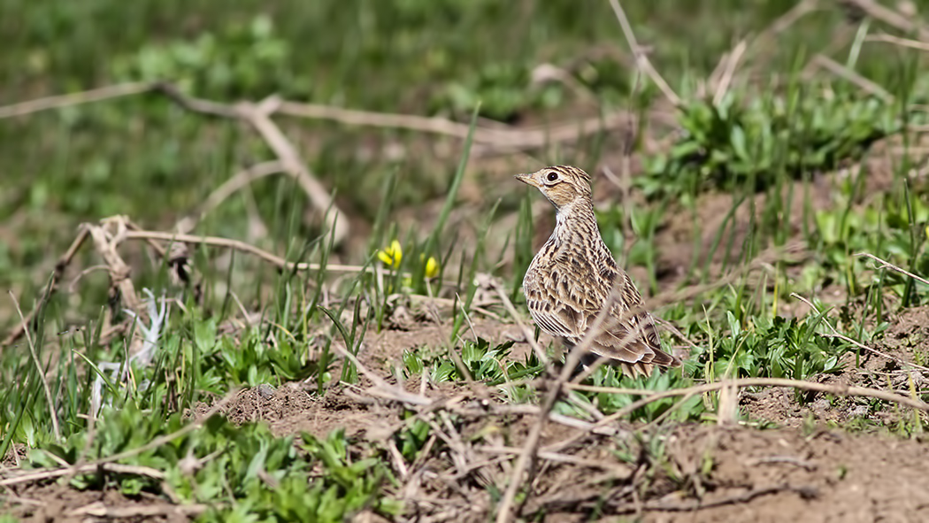 Eurasian Skylark