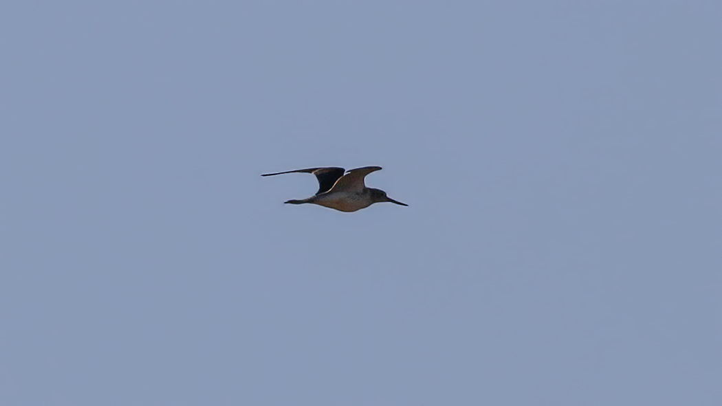 Common Greenshank
