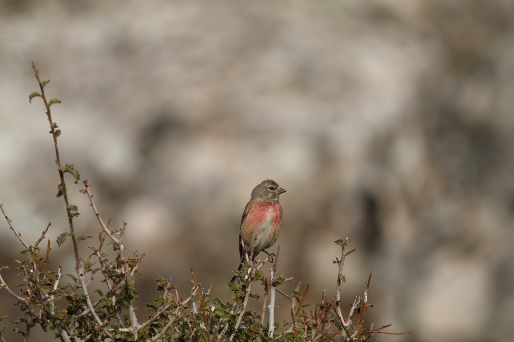 Common Linnet