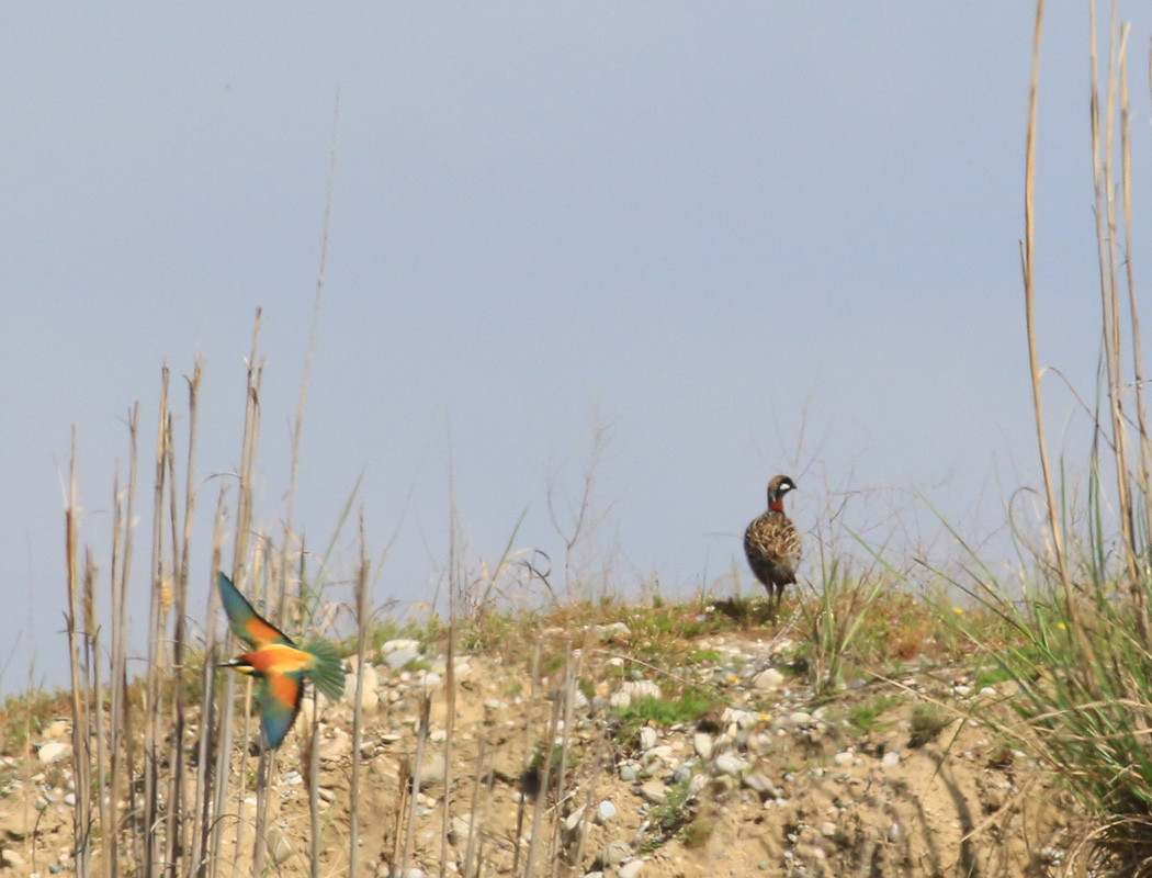 Black Francolin