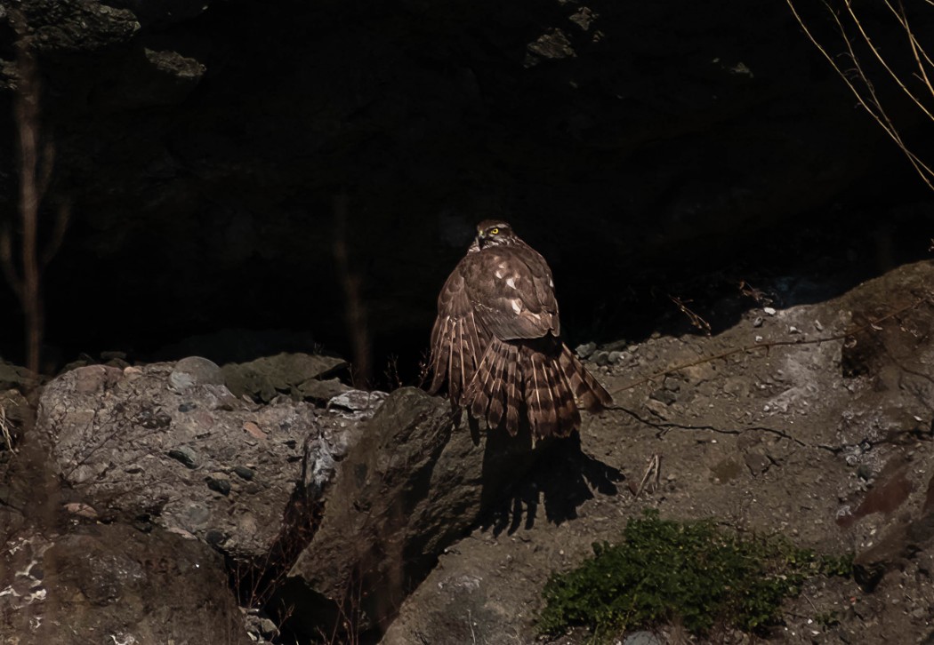 Eurasian Sparrowhawk