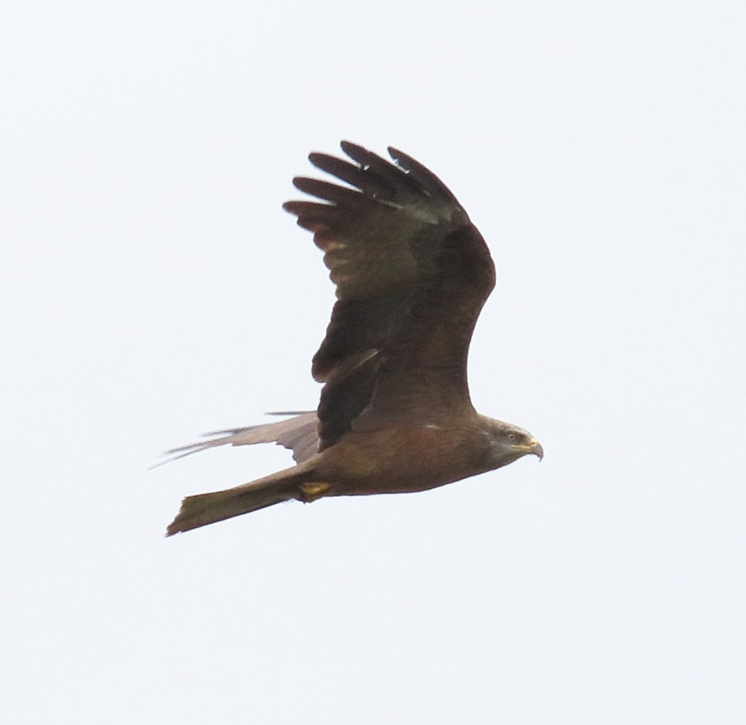 Black Kite