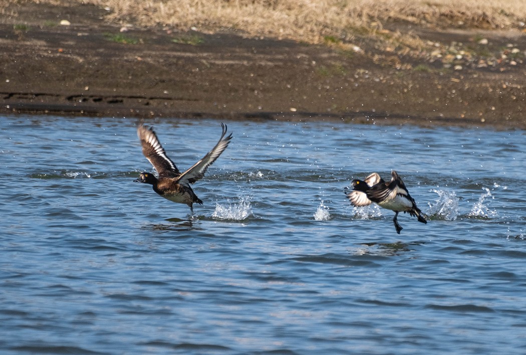 Tufted Duck