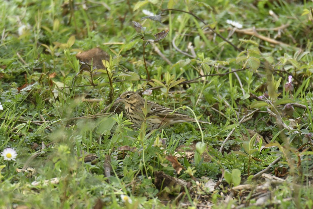 Tree Pipit