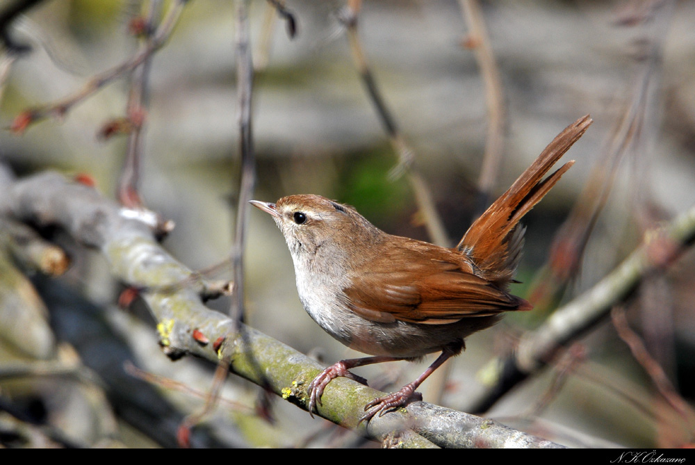 Cetti`s Warbler