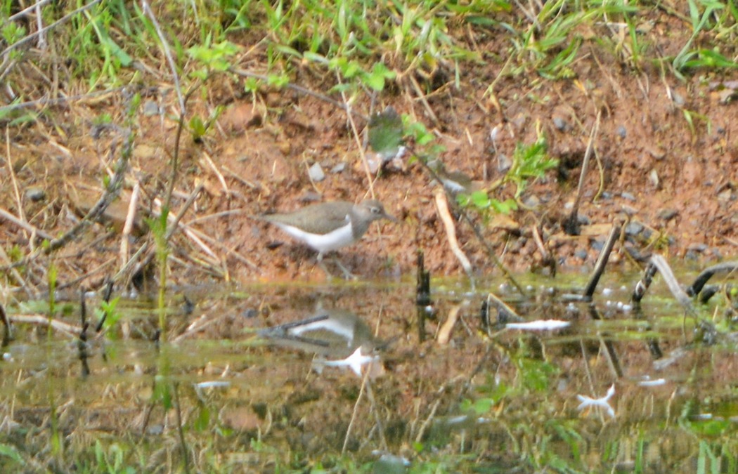 Common Sandpiper