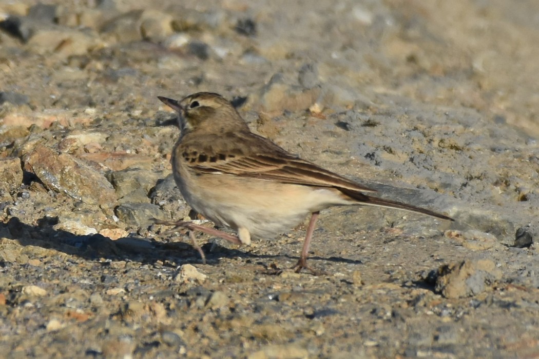 Tawny Pipit