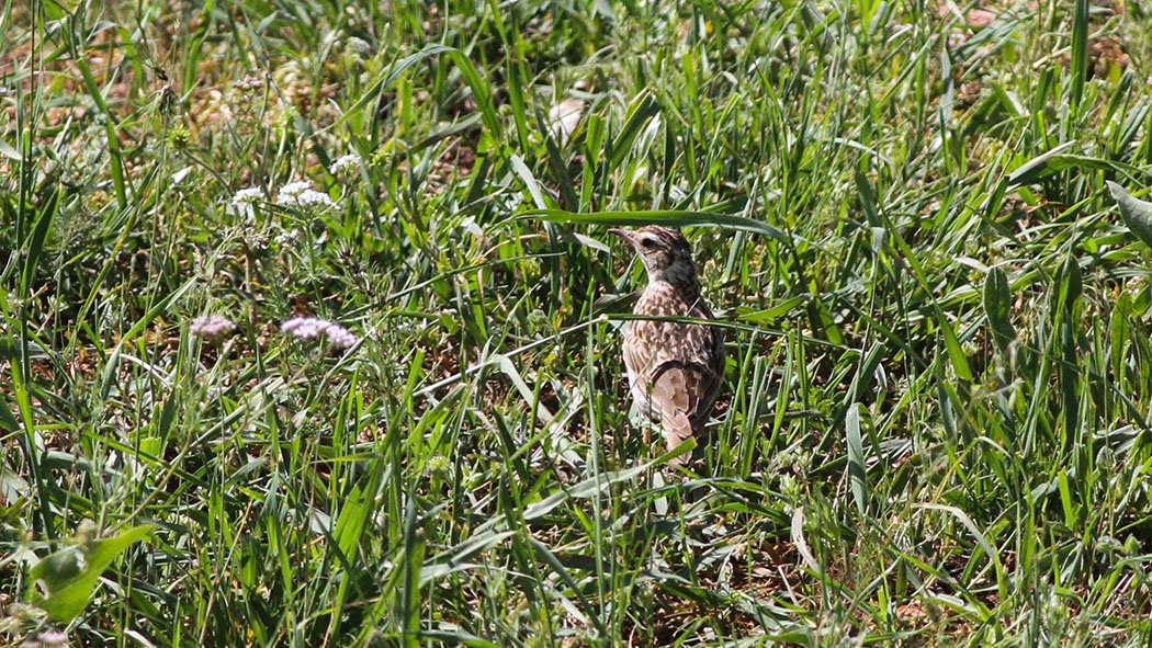 Woodlark