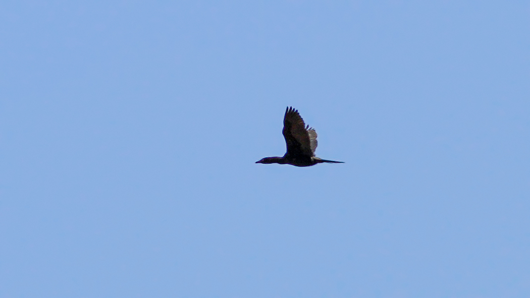 Pygmy Cormorant