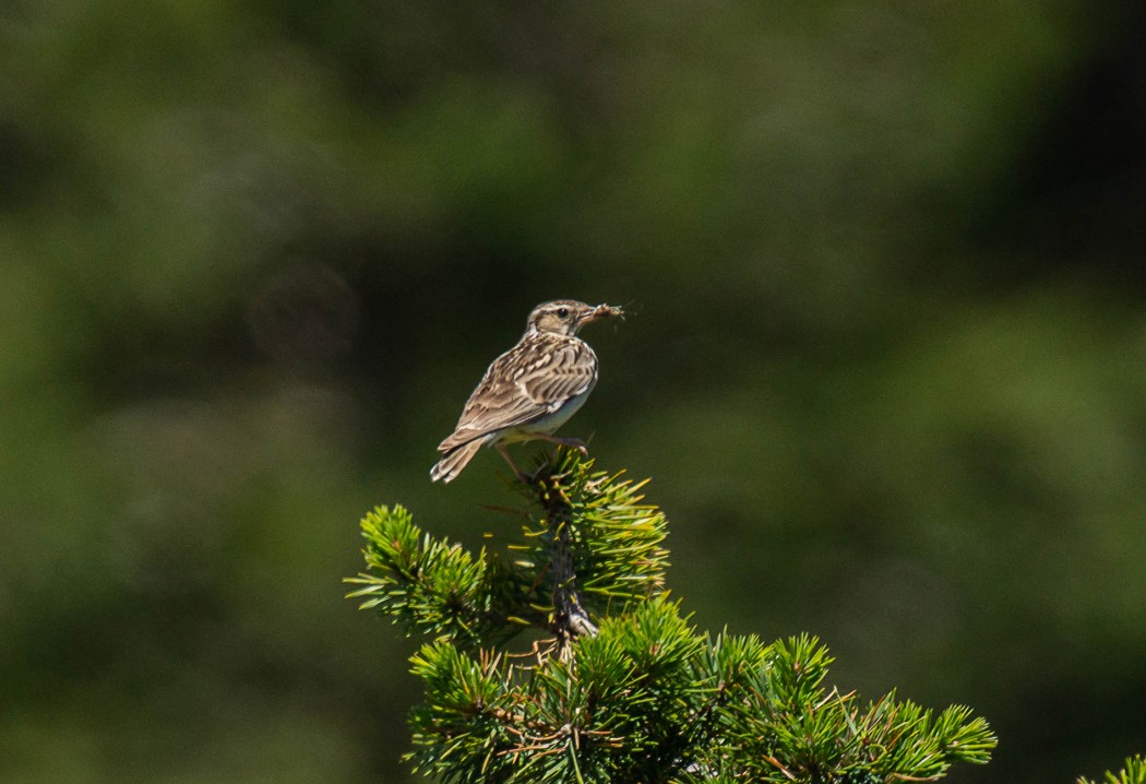 Woodlark