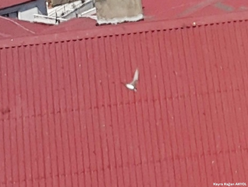 Akkarınlı ebabil