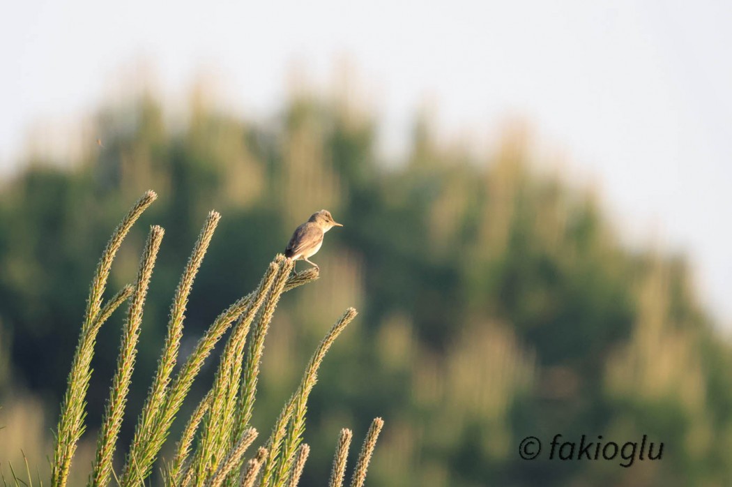 Eastern Olivaceous Warbler