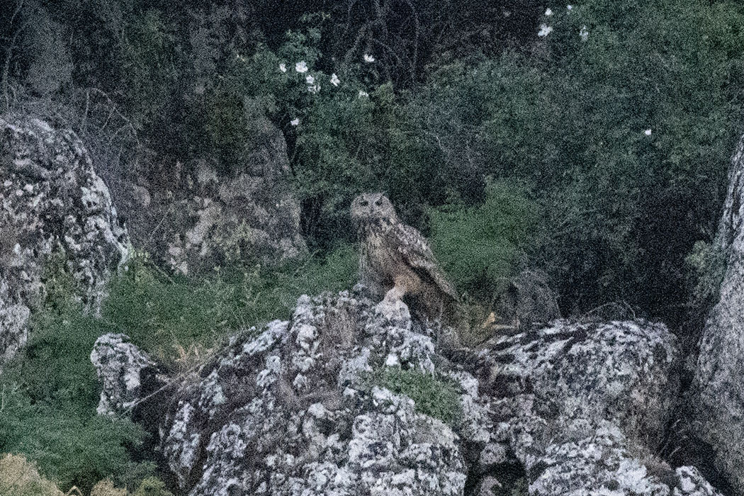 Eurasian Eagle-Owl