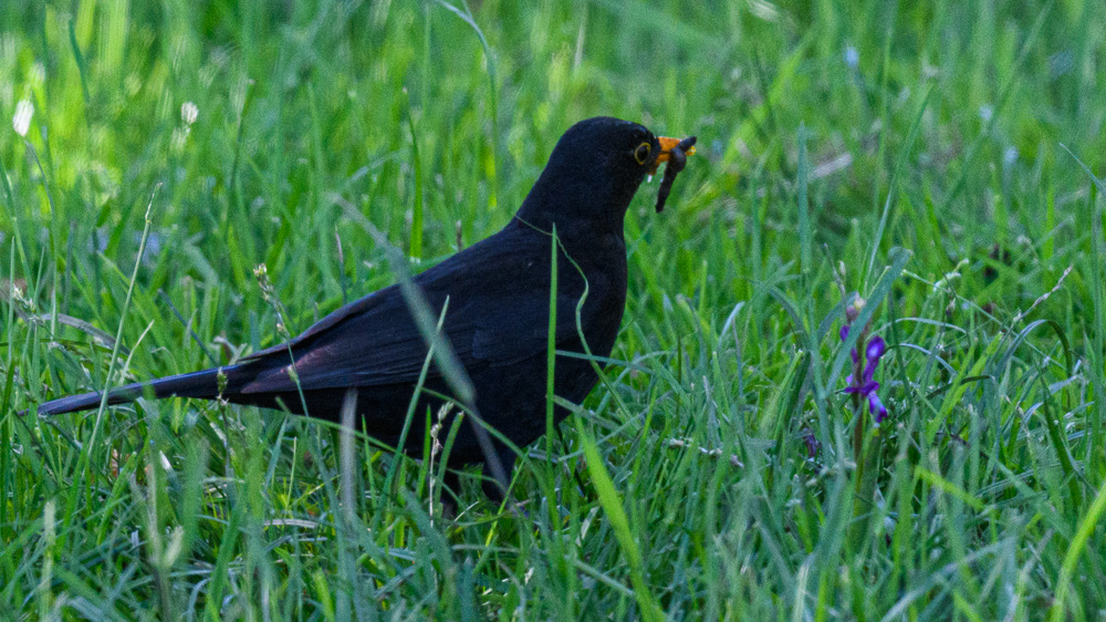 Common Blackbird