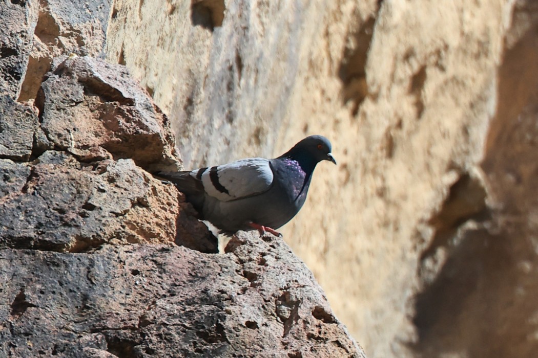 Rock Dove
