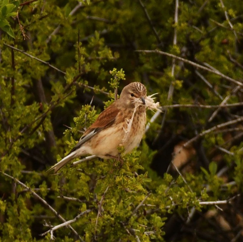 Common Linnet