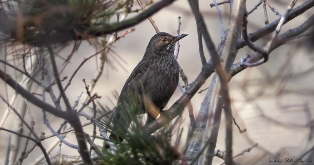 Common Blackbird