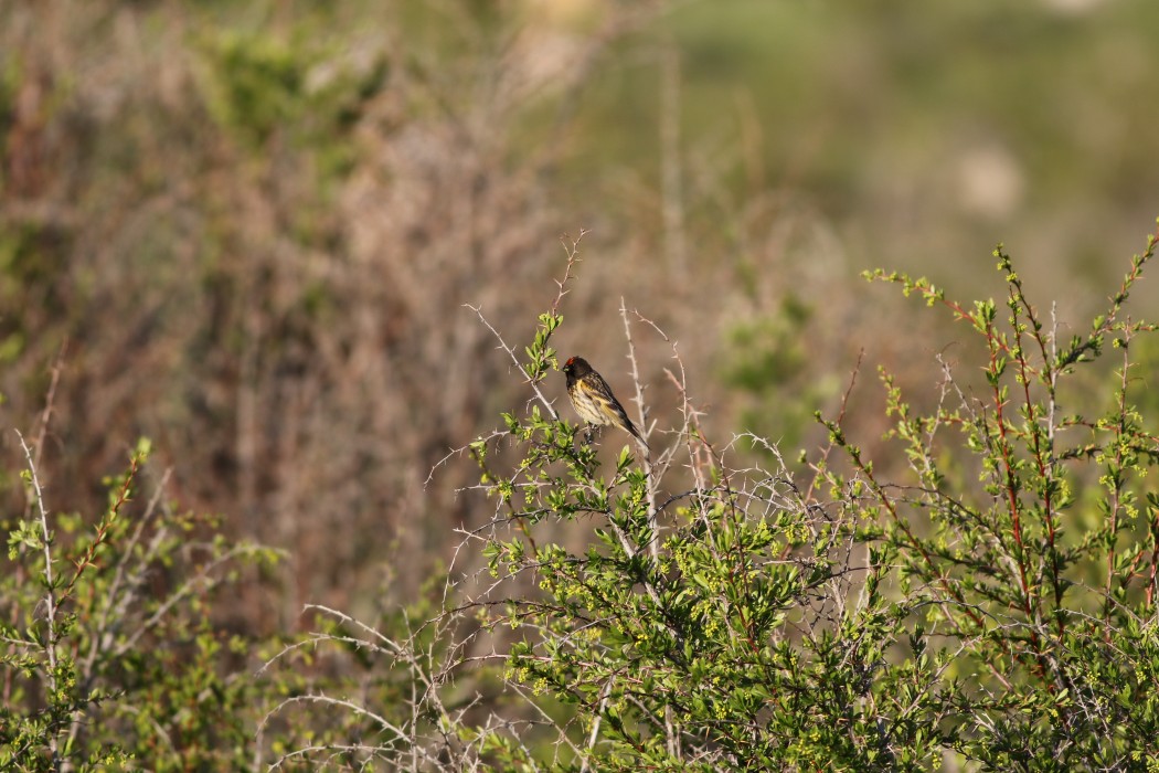 Red-fronted Serin