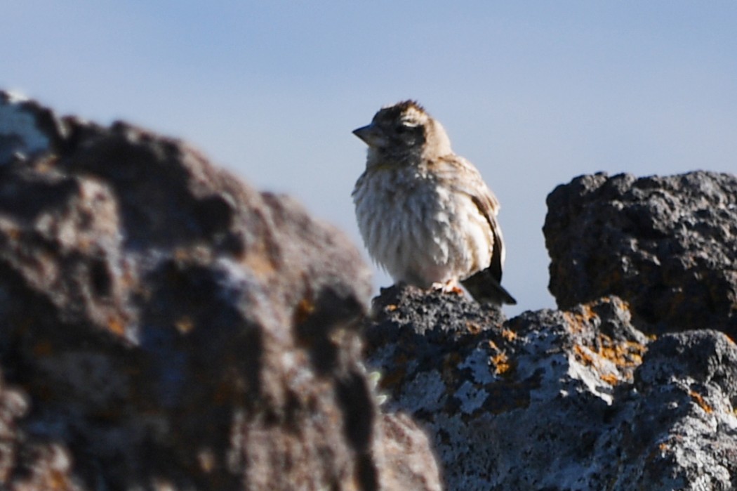 Rock Sparrow