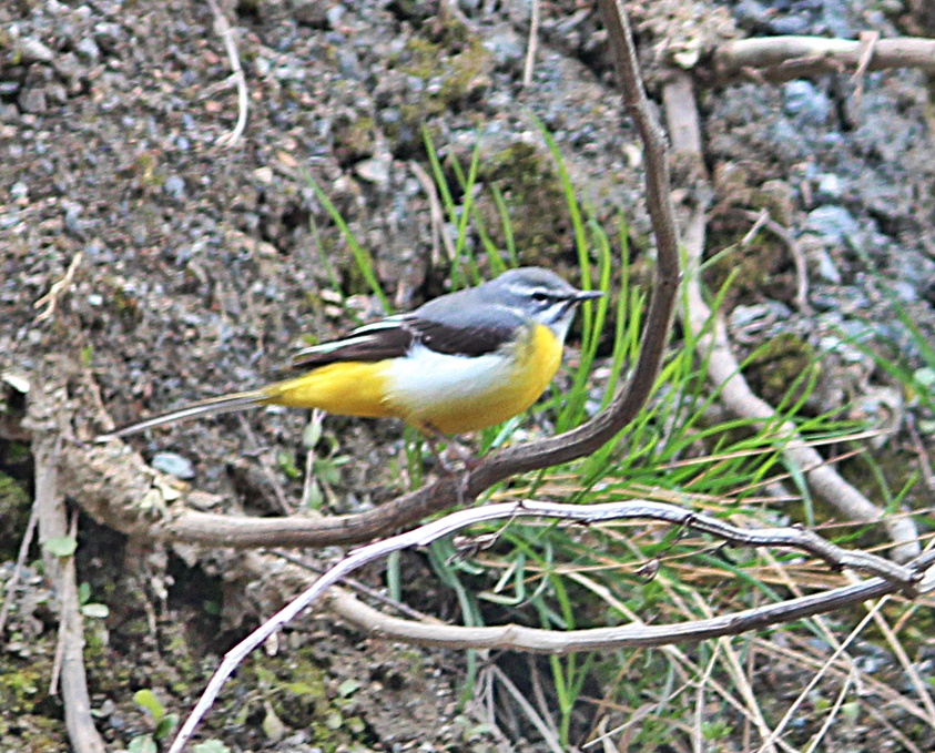 Grey Wagtail