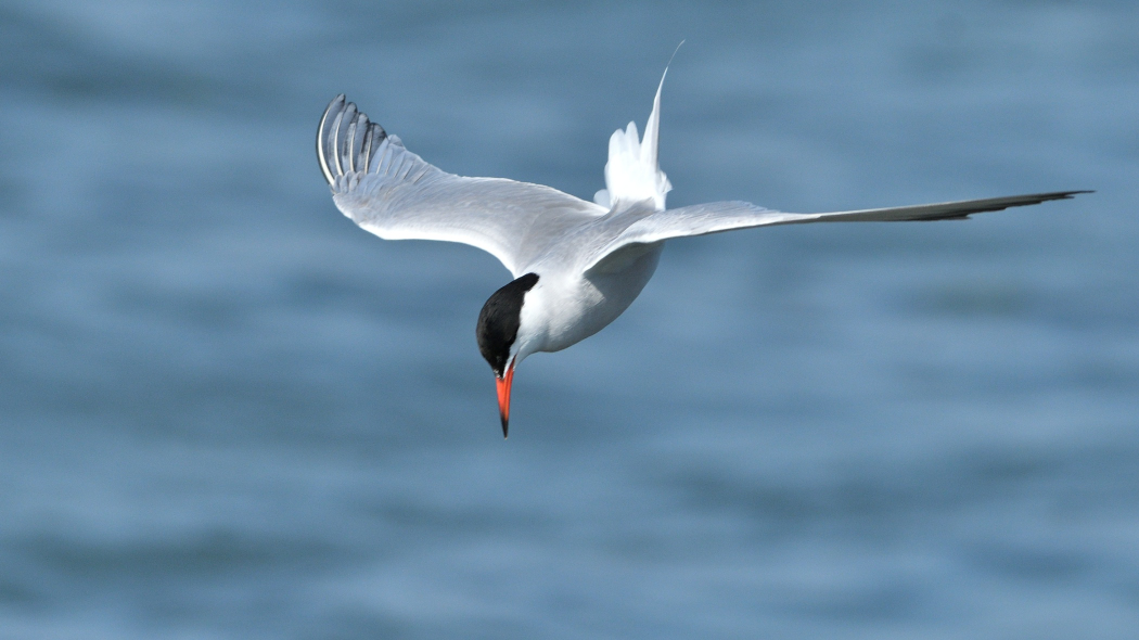Common Tern