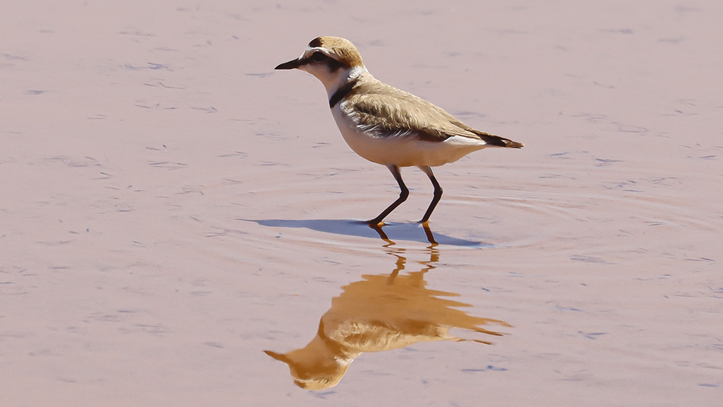 Kentish Plover