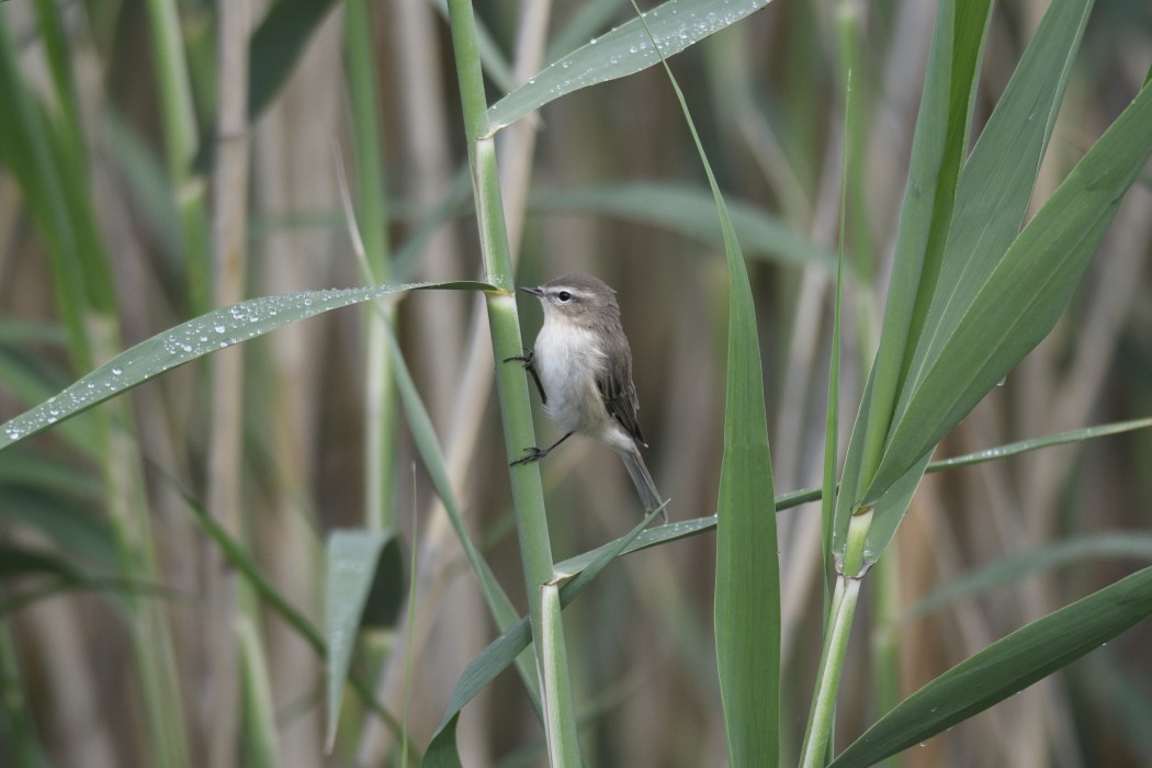 Mountain Chiffchaff