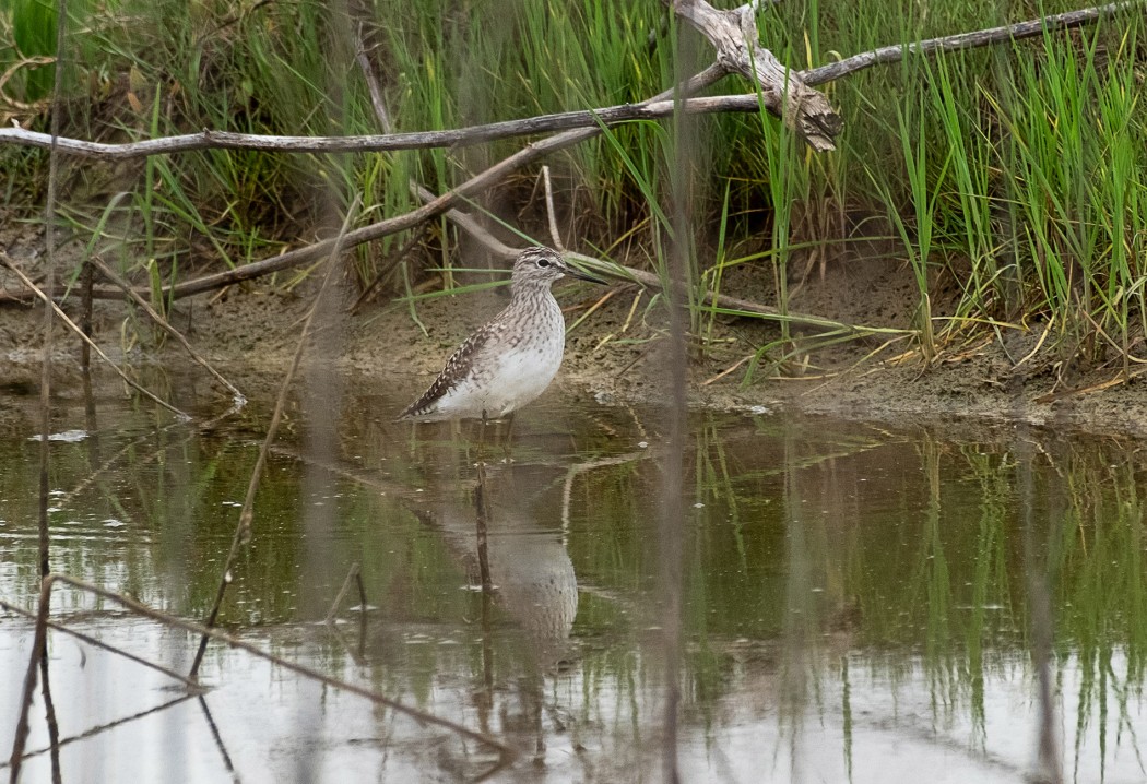 Wood Sandpiper