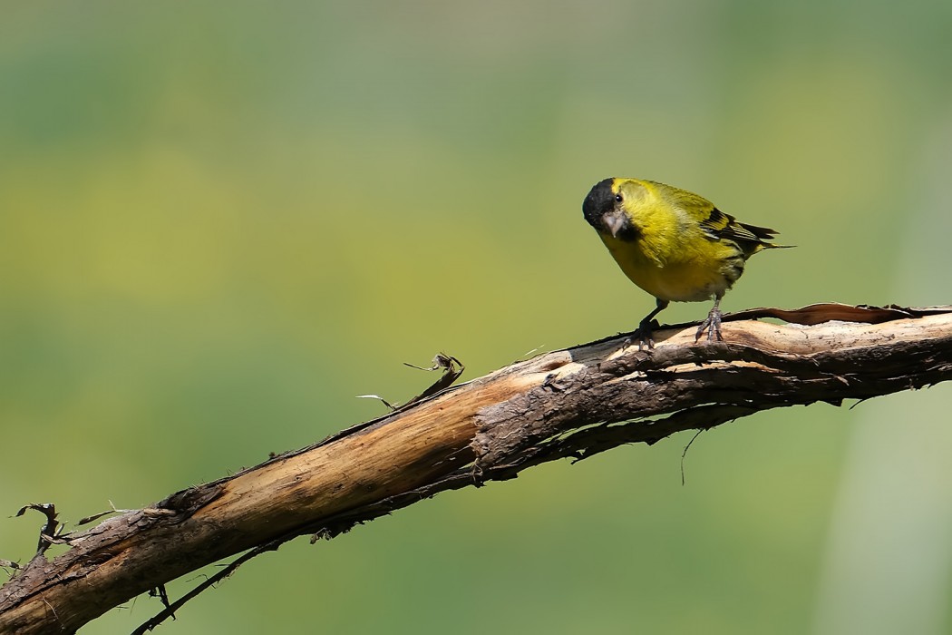 Eurasian Siskin