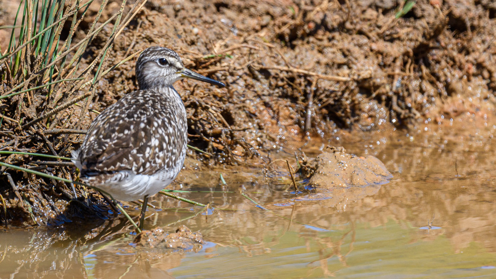 Wood Sandpiper