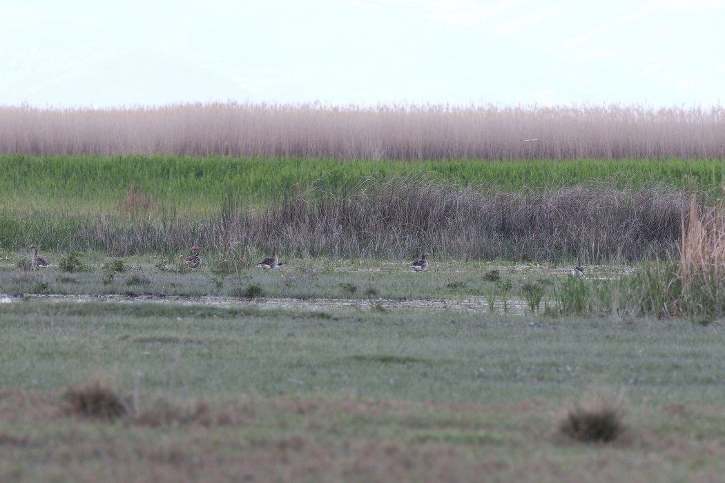Greylag Goose