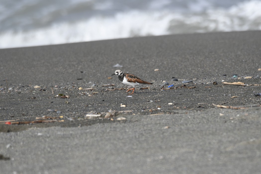 Ruddy Turnstone