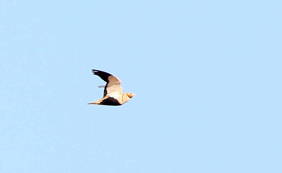 Black-bellied Sandgrouse